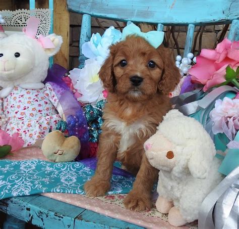 Cavapoo puppies for sale from local cavapoo breeders. www.cavapoosrus.com Cavapoo puppies for sale (With images ...