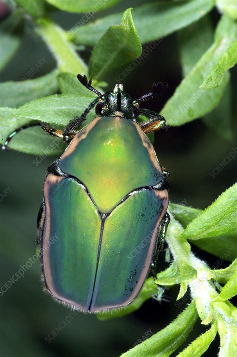 Green June Beetle Cotinus Nitida Stock Image Z3300543 Science