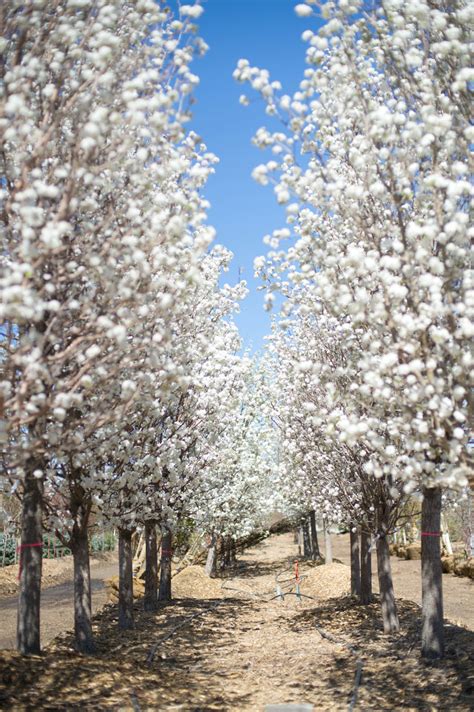 Pear Cleveland Flowering For Sale In Boulder Colorado