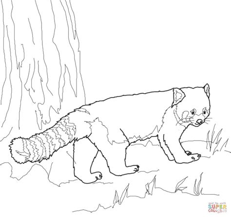Select from 35970 printable coloring pages of cartoons, animals, nature, bible and many more. Cute Red Panda Coloring Coloring Pages