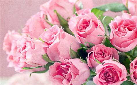 Pink Rose Flower Wallpaper Background Get Images Four