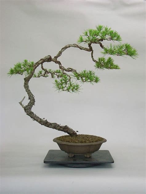 While they are small, bonsai are not actually different from the trees we see around us, they are not miniature species. Literati or Bunjin - Colorado Rocky Mountain Bonsai - Suiseki