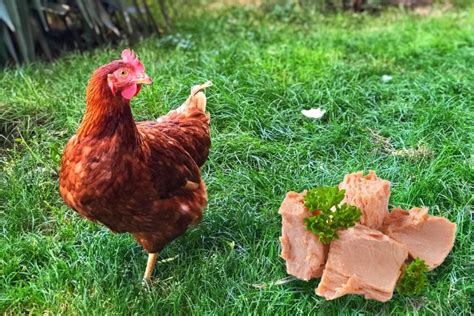 Is It Safe For Chickens To Eat Tuna Expensive Treat