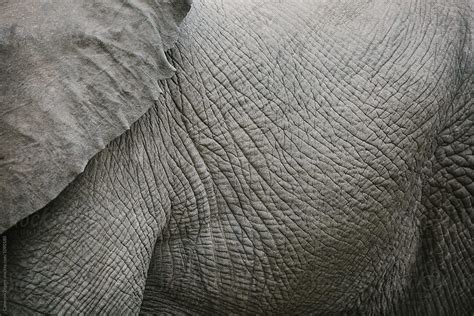 Close Up Of Elephant Skin By Stocksy Contributor Cameron Zegers