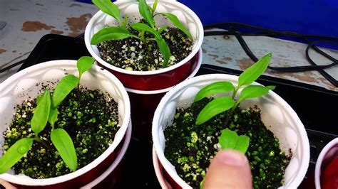 Cfls are the cheapest grow lights available on the market, making them a good choice for beginners. 2016 Grow Season - CFL vs LED - Results 1 month - YouTube