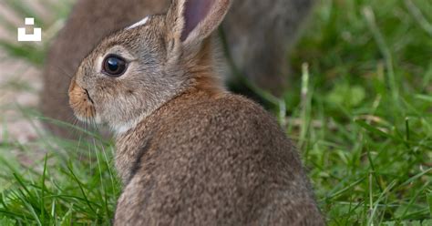 日中の緑の草の上の茶色のウサギの写真 Unsplashの無料野ウサギ写真