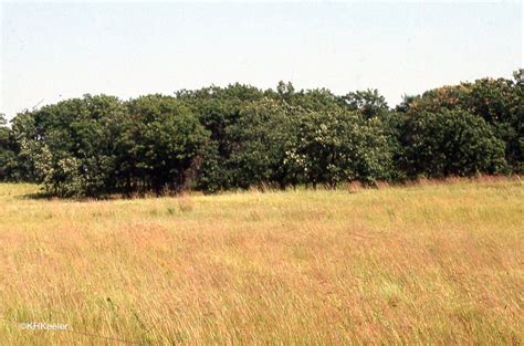 A Wandering Botanist Tallgrass Prairie The Lost Ecosystem