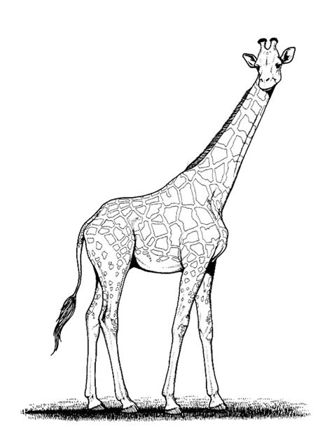 Apprendre à dessiner une girafe. Coloriage girafe à imprimer pour les enfants - CP12681