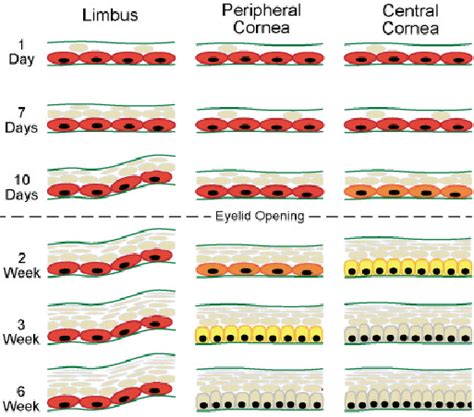Diagrammatic Summary Of Changes In Stratification Cell Shape And