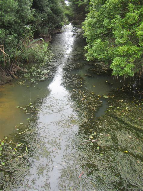 stream-macrophytes-and-ecosystem-health-niwa