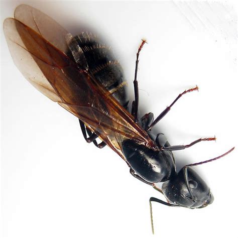 Camponotus Pennsylvanicus Eastern Black Carpenter Ant Winged