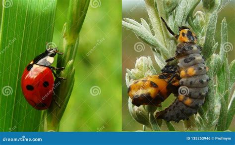 Stages Of The Ladybug Life Cycle Stock Photo Image Of Spring Life