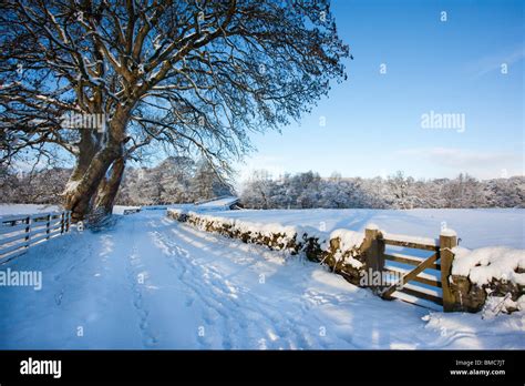 Snow Scene Northumberland Uk Stock Photo Royalty Free
