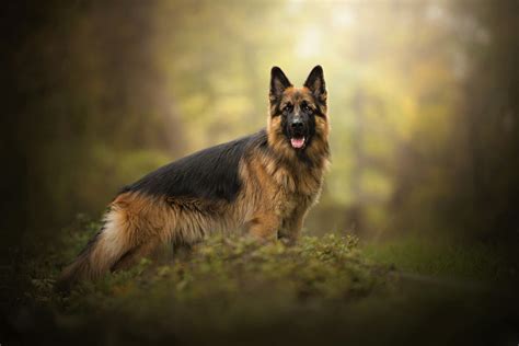Download Dog Animal German Shepherd Hd Wallpaper