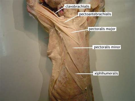 78+ images about Cat muscles on Pinterest | Cats, Overlays and Muscle