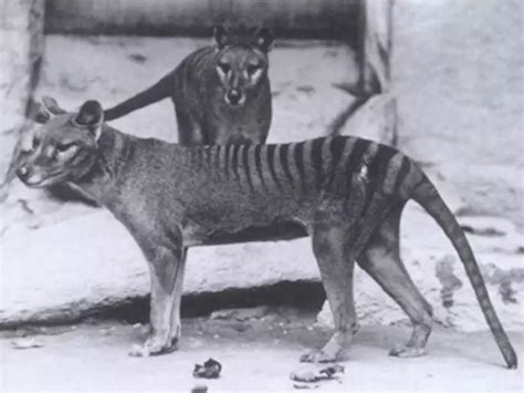 10 Animals That Were Hunted To Extinction Businessinsider India