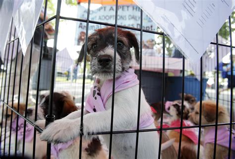 In More Cities That Doggie In The Window Is Not For Sale Kuow News