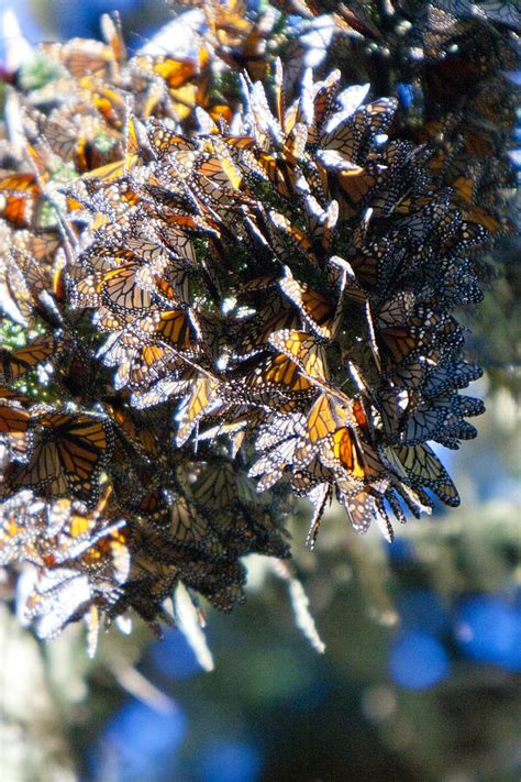 Clustering Monarch Butterflies Photograph By Her Arts Desire