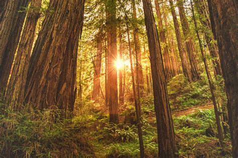 Sunrise In Redwood Forest 4k Ultra Hd Wallpaper Background Image