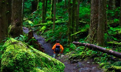 Olympic National Park Hiking Trails Washington Hikes Alltrips