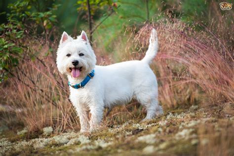 West Highland White Terrier Breeds Information Doglopedix