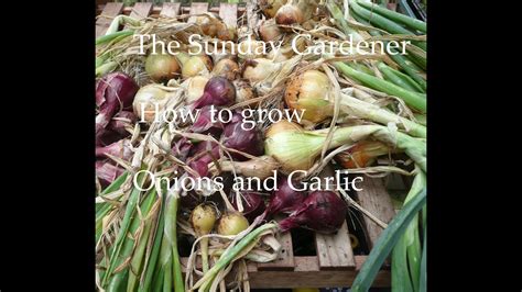 A small amount of onion or garlic in some sauce is not likely to cause problems. How to grow Onions and Garlic - YouTube