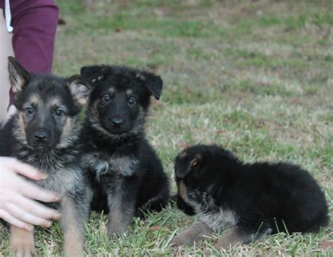 We are a small kennel located in miami florida. German Shepherd Puppies Fl, German Shepherd Dog Breeder in ...