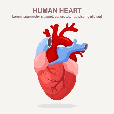 Corazón Humano Aislado Sobre Fondo Blanco Cardiología Concepto De