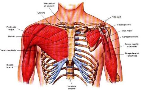 In this image, you will find part of the pectoral muscles mainly used in it. Impress Your Friends: A Primer On Some Of The More Obscure ...