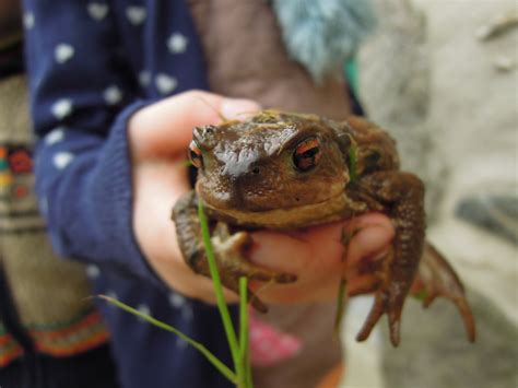 Free Images : summer, pond, frog, toad, amphibian, fauna, eye, organism