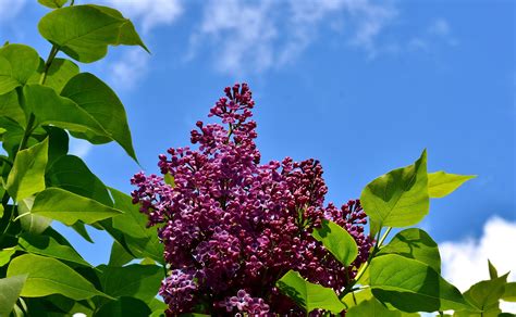 Free Images Tree Nature Blossom Sky Leaf Purple Bloom Bush