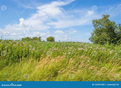 Trees In A Green Grassy Flowery Field Below A Blue Cloudy Sky In