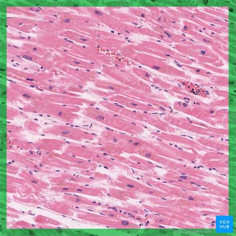 Cardiac Muscle Fiber Under Microscope Micropedia