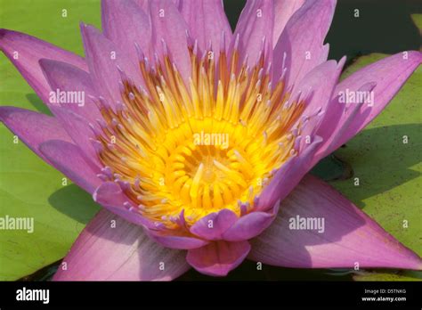 Blooming Lotus Flower Wednesday Worship Reservoir Thailand Stock Photo