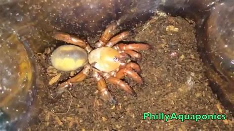 Red Trapdoor Spider Feeding And Rehousing Youtube