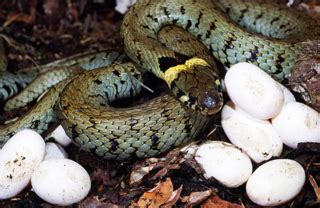 Dari sekian banyaknya jenis ular yang termasuk ke dalam kelompok hewan atau binatang ovovivipar, mempunyai karakteristik dan juga sifat yang tidak. riansagit research: Apa sih ular itu