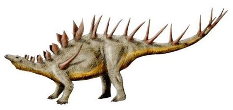 Kentrosaurus is a genus of stegosaurid dinosaur from the late jurassic of tanzania. Kentrosaurus. Dinosauria, Ornithischia, Thyreophora ...