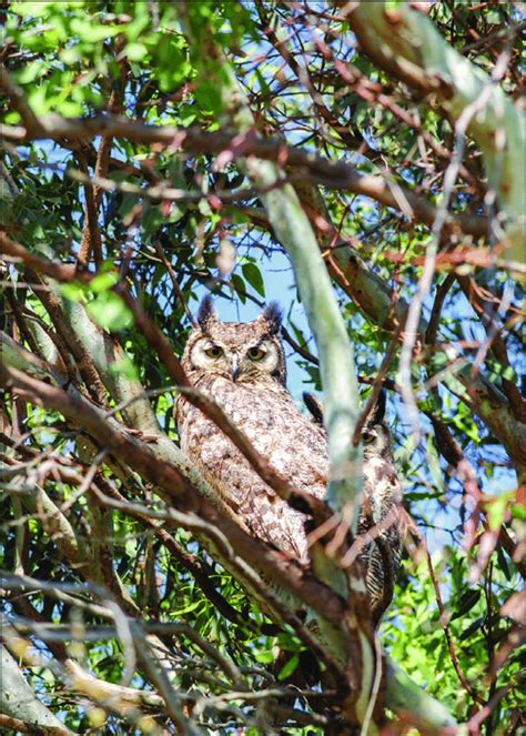 Grizzly island is a small island in grizzly bay (part of suisun bay) in the san francisco bay area of california. Bubo virginianus perched near nest at Grizzly Island ...