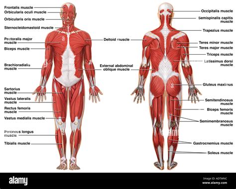 Muscular System Labeled