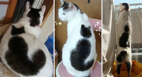 19 Unusual Cat Markings In Photos Happy Nationalcatday