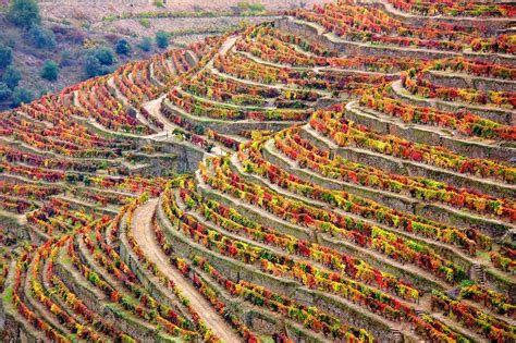 douro valley wine tour visit to three vineyards portugal by wine wine tourism in portugal