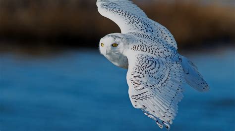 Buho Nival Snowy Owl Owl Wallpaper Owl Pictures