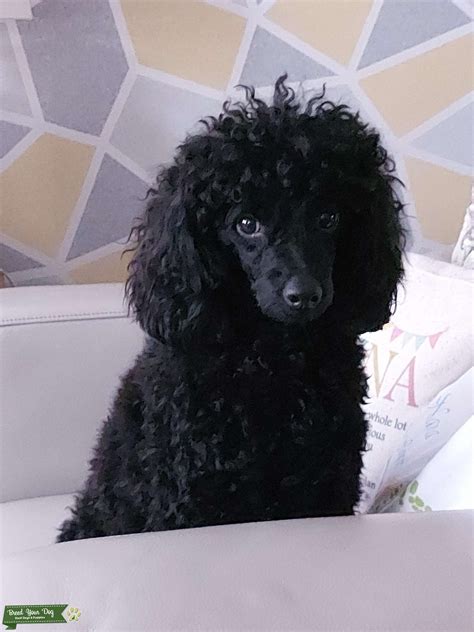 Toy Poodle Available For Stud Stud Dog Lurgan Breed Your Dog