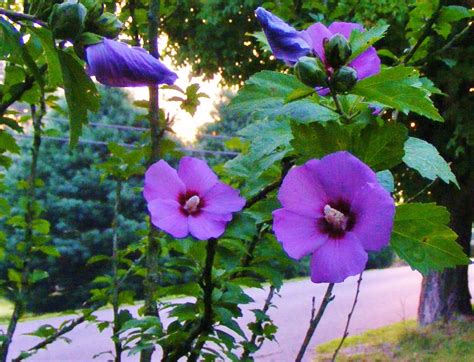 We did not find results for: Purple Rose of Sharon in my front yard. | Purple roses ...