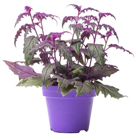 Gynura Aurantiaca Purple Passion Velvet Plant Free Uk Delivery