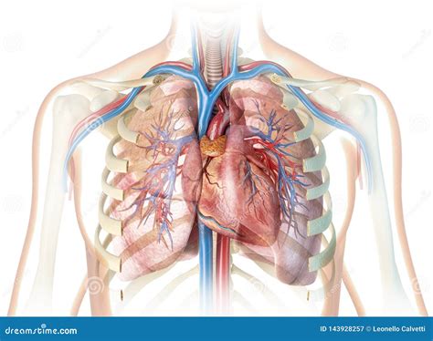 Human Heart With Vessels Lungs Bronchial Tree And Cut Rib Cage Stock Illustration