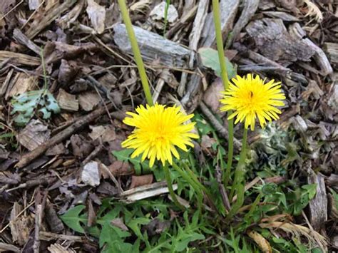 Dandelions 31 Uses For The King Of Weeds The Grow Network The