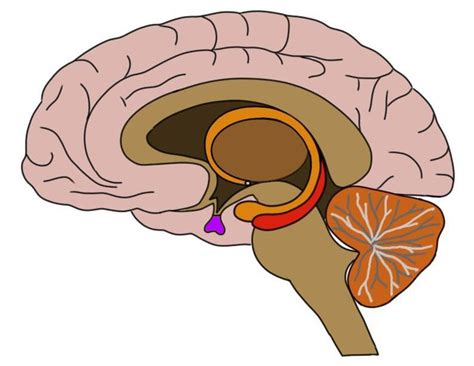 Know Your Brain Pituitary Gland — Neuroscientifically Challenged