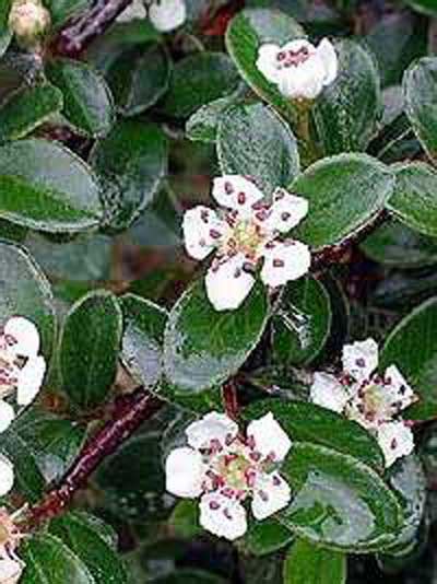 Diese pflanze blüht ab mai mit weißen blüten, gefolgt von eleganten (nicht essbaren) roten früchten. Cotoneaster dammeri 'Coral Beauty' / Teppich-Zwergmispel ...