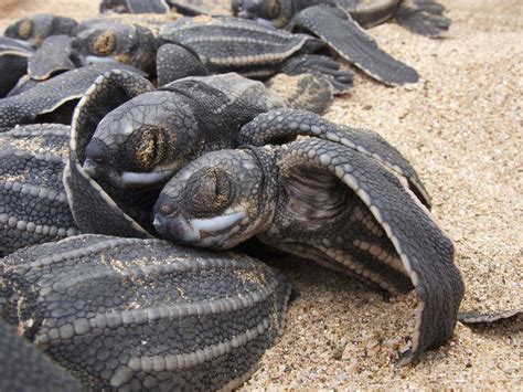 Track Leatherback Sea Turtles National Geographic Society